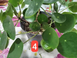 Pilea Peperomioides Baby