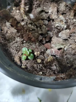 Pilea Peperomioides Baby