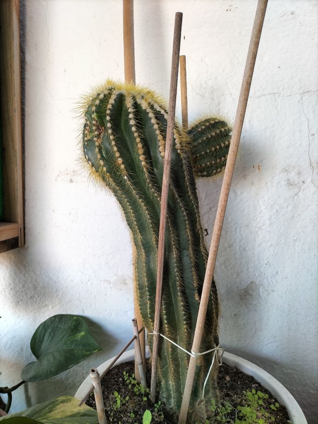 GRAN CACTUS MAMMILLARIA