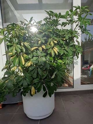 Planta natural scheflera