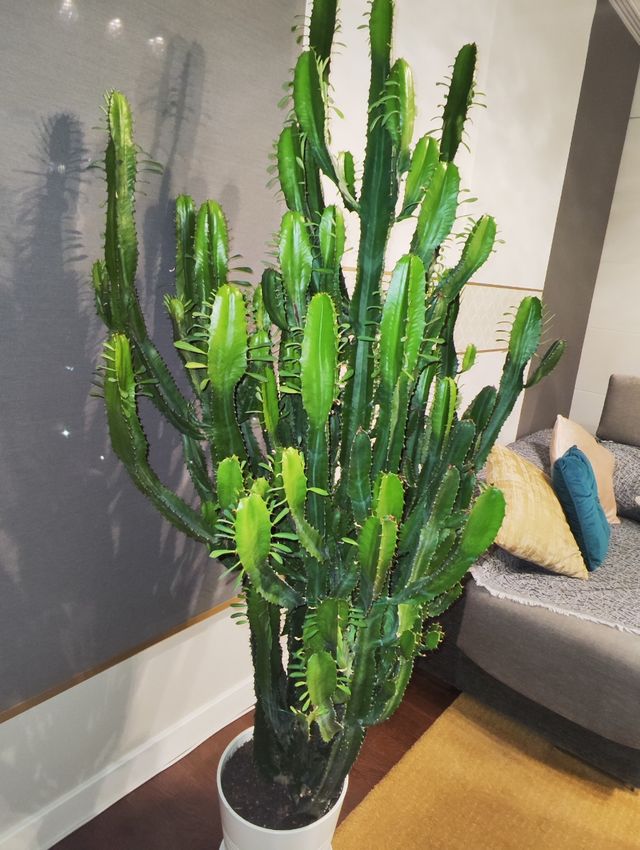 Cactus Grande 1'90m Planta