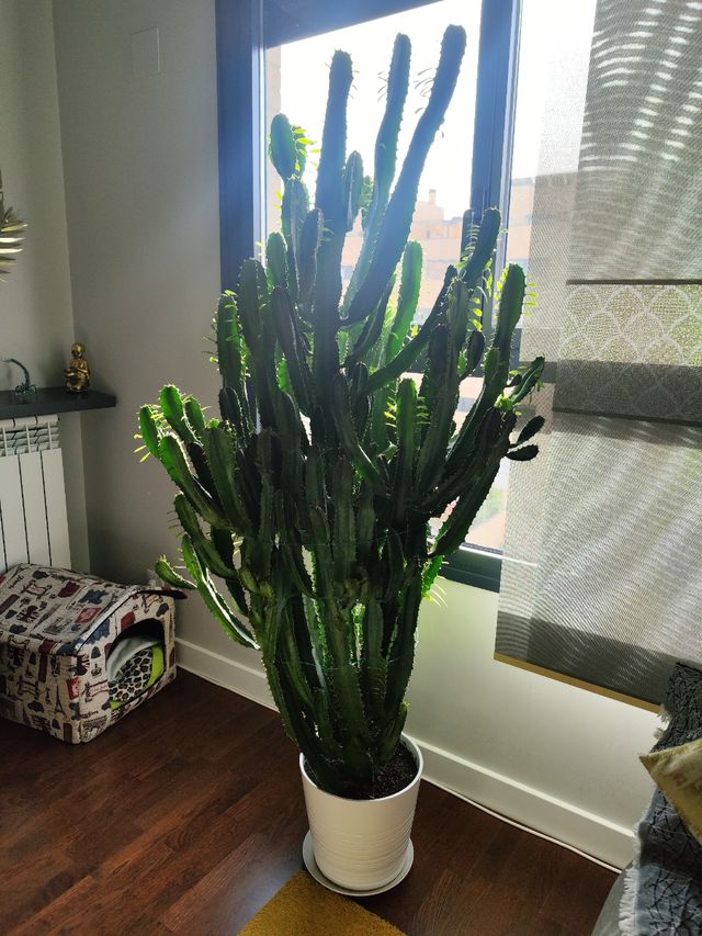 Cactus Grande 1'90m Planta