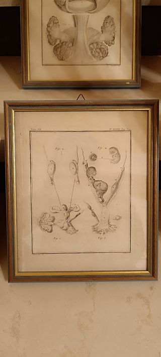 4 Quadri illustrazioni anatomia Umana 