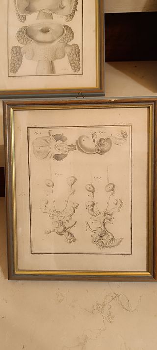 4 Quadri illustrazioni anatomia Umana 