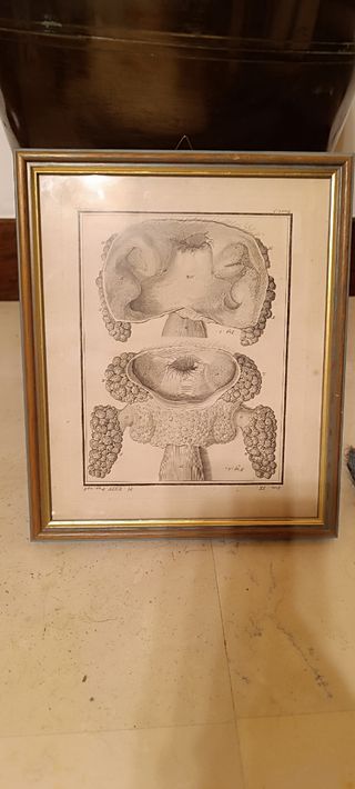 4 Quadri illustrazioni anatomia Umana 
