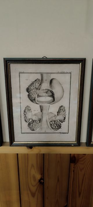 4 Quadri illustrazioni anatomia Umana 