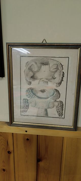 4 Quadri illustrazioni anatomia Umana 