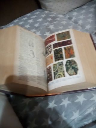 Diccionario academia española ilustrado