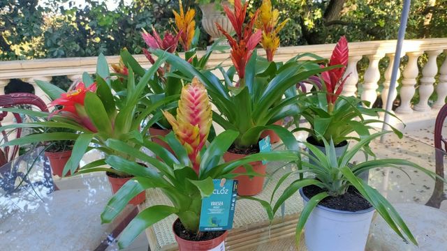 Bromelia