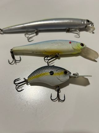 Jerkbait saruna smith y livingston