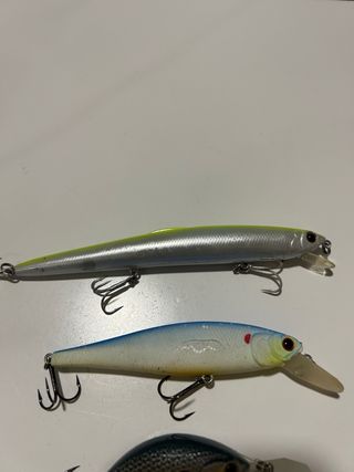 Jerkbait saruna smith y livingston