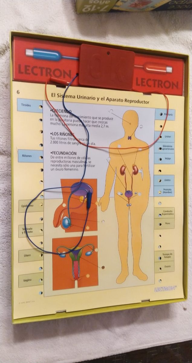 Juego sobremesa conoce tu cuerpo
