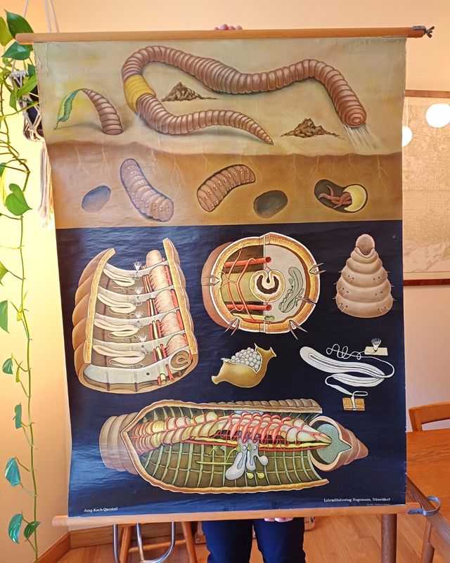 Mural escolar aleman gusano de tierra