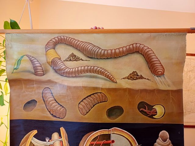 Mural escolar aleman gusano de tierra