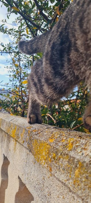 Comunicación con animales