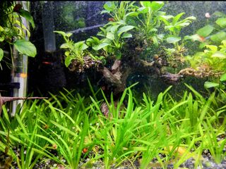 Sagittaria subulata planta acuario