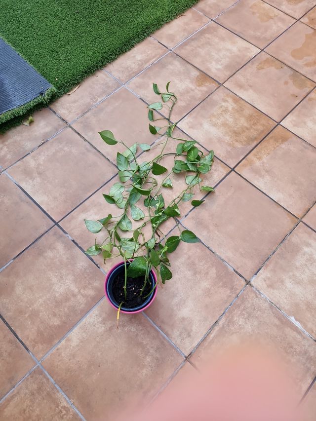 Potos varios. Uno 12, dos 20€