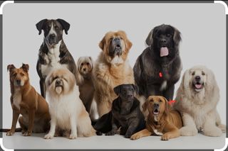 Paseador de mascotas