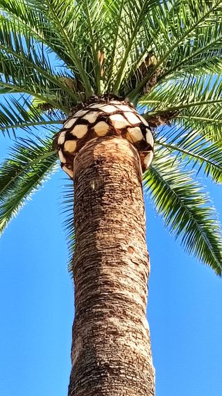 Jardineria y podas en altura 