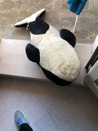 Bellissimo peluche a forma di squalo