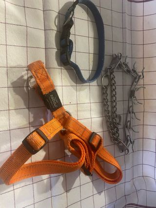 lote arnes  mascotas 