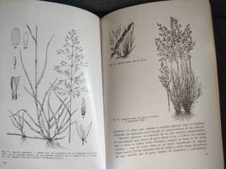 Apuntes sobre céspedes