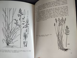 Apuntes sobre céspedes