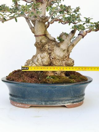 Bonsai acebuche