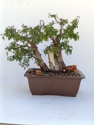 Bonsai Espino Albar "Crataegus monogyna"
