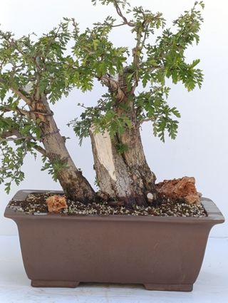 Bonsai Espino Albar "Crataegus monogyna"