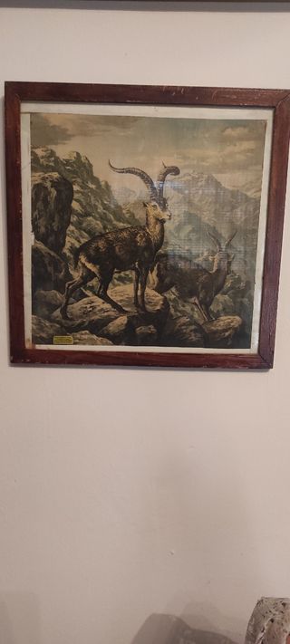 Cuadro ilustración de cabras montesas