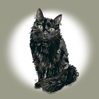 Retrato de mascota