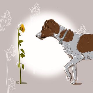 Retrato de mascota