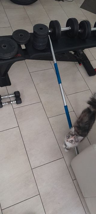 Juego de pesas con banco y paralelas