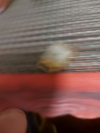 Orologio donna a le truffa