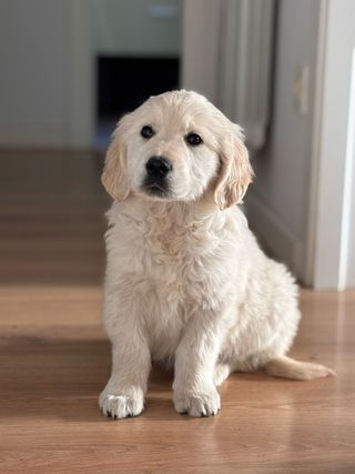 Guardería de perros 