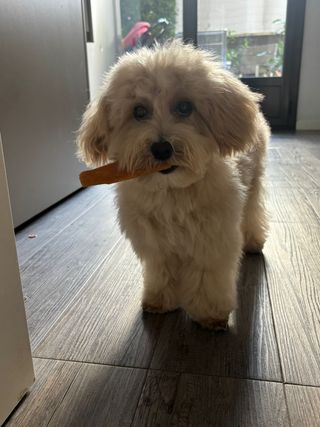 Guardería de perros 