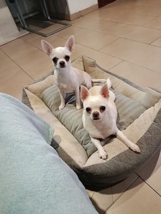 Guardería de perros 