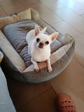 Guardería de perros 