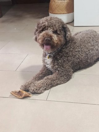 Guardería de perros