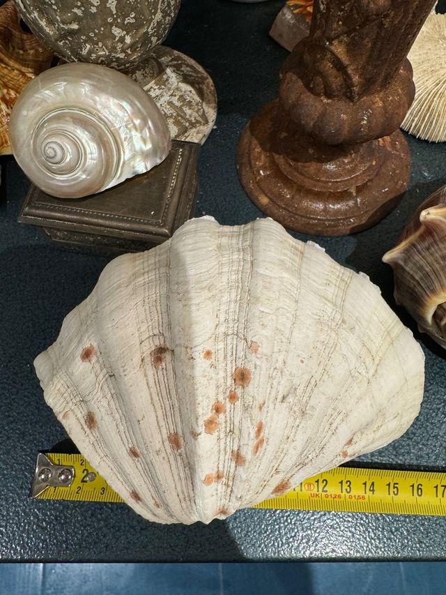 Abanico de Mar. Gorgonia