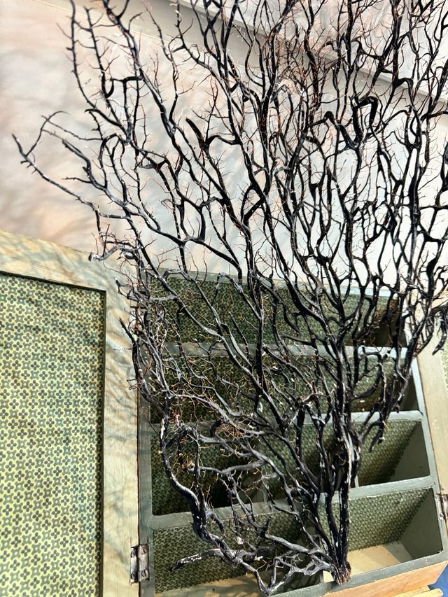 Abanico de Mar. Gorgonia