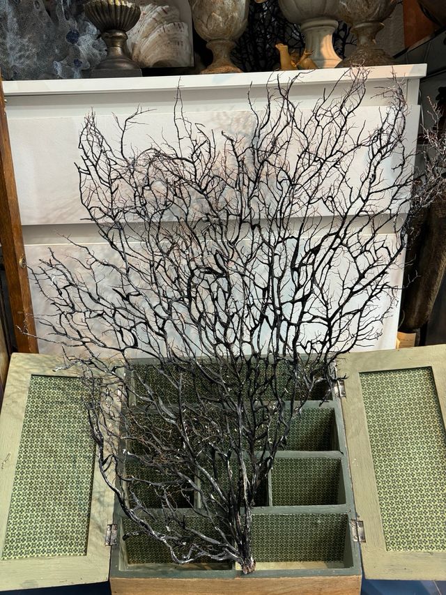 Abanico de Mar. Gorgonia