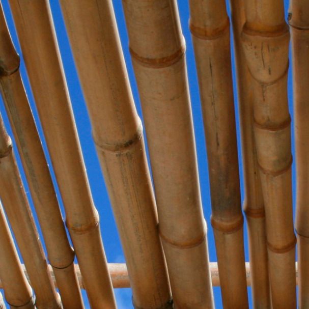 Ø 8-9 cm Bambú natural decorativo amarillo 2,4m