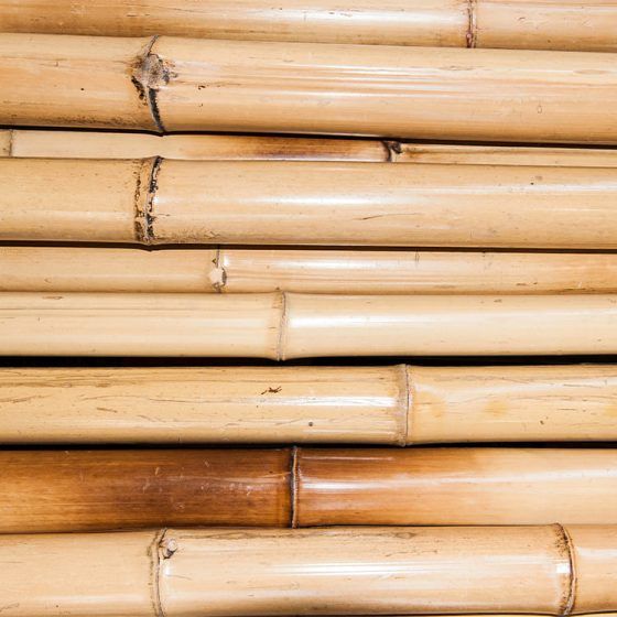 Ø 8-9 cm Bambú natural decorativo amarillo 2,4m