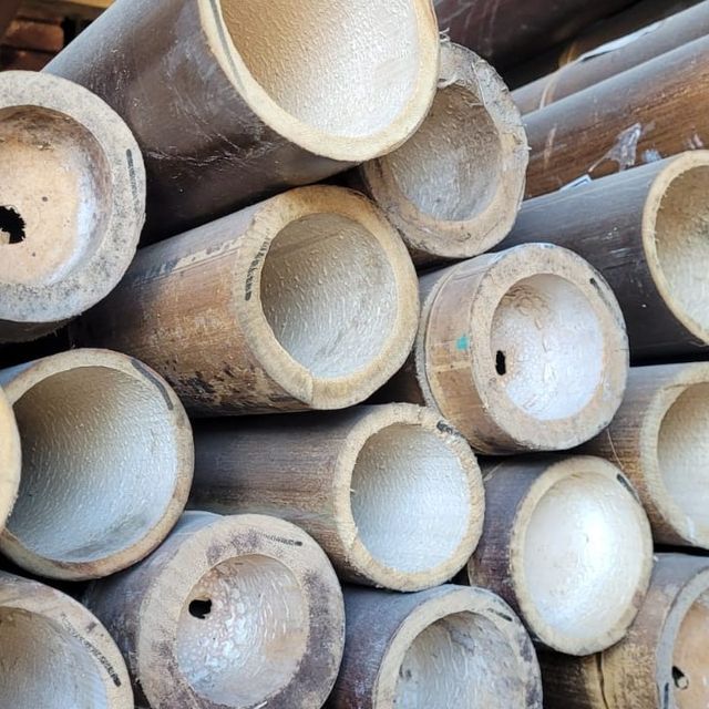 Ø 11-12 cm Bambú natural decorativo amarillo 2,4m