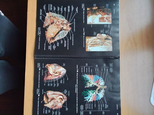 Atlas de Anatomía Humana