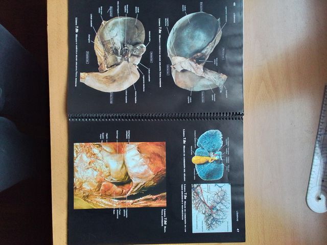 Atlas de Anatomía Humana