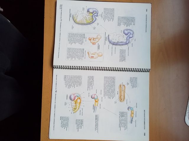 Atlas de Anatomía Humana