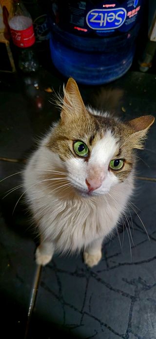 Cuidado de mascotas a domicilio 🐾🐕🐈